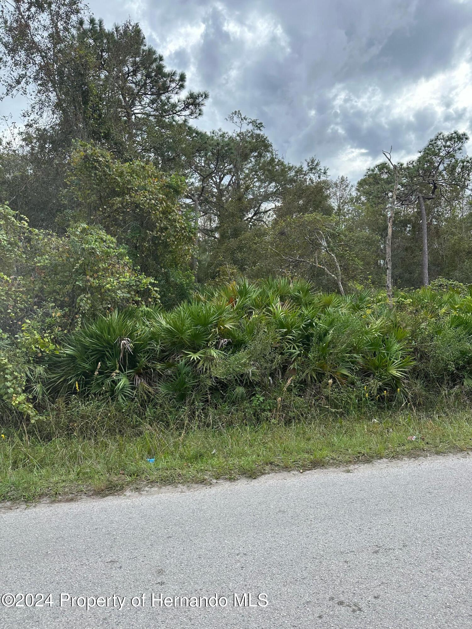 10608 Powell Street New Port Richey, FL 34654 - Photo 3 of 4 a view of a yard with a tree