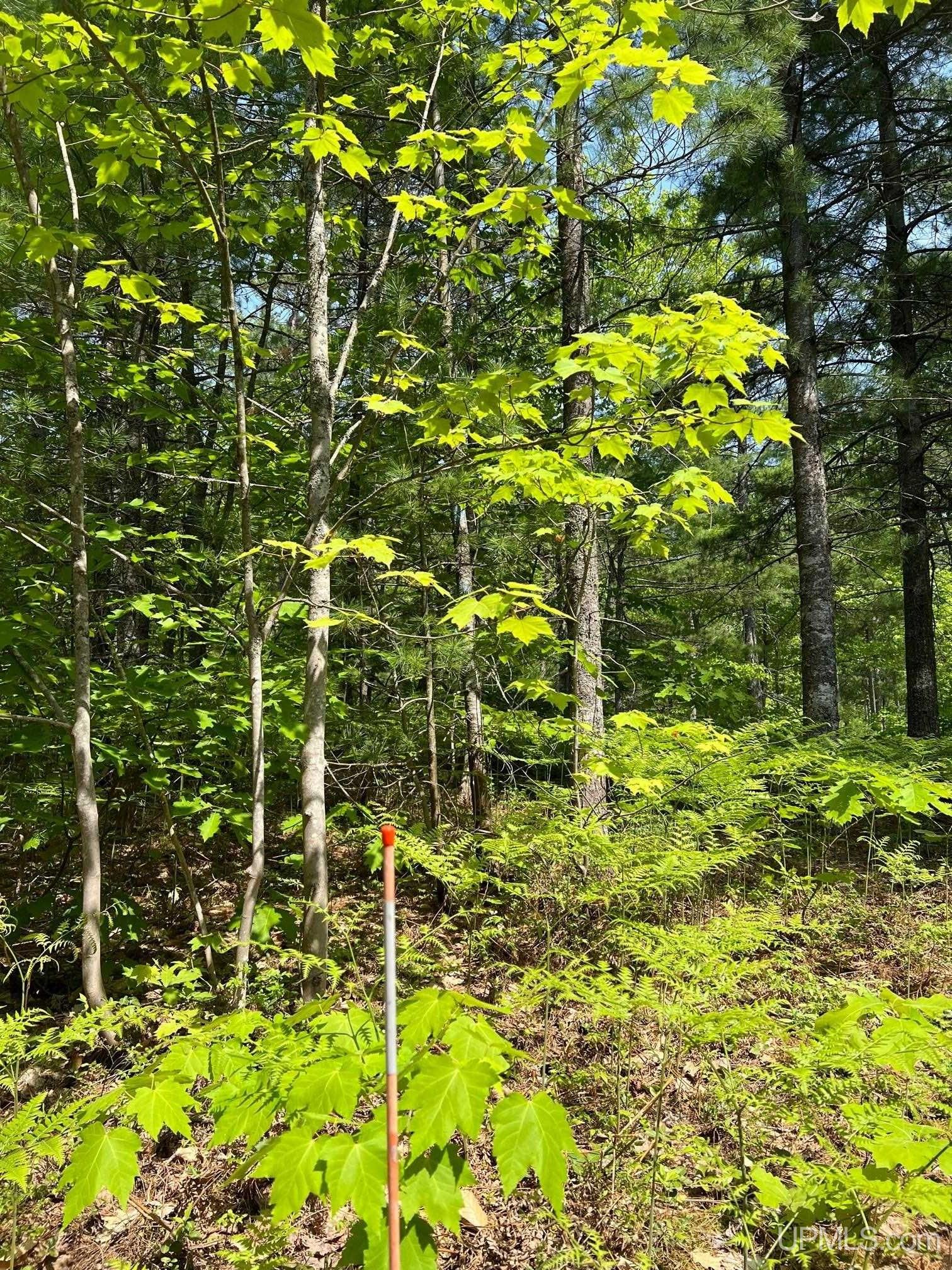 Tbd Powell Lake Road Wetmore, MI 49895 - Photo 5 of 13