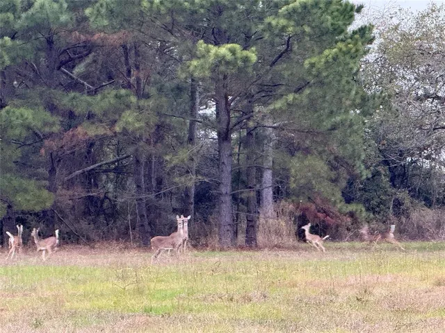 a view of swimming pool with a yard