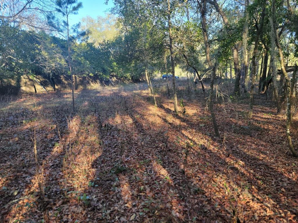 107 Lakeview Way Interlachen, FL 32148 - Photo 8 of 10 a view of a forest with trees