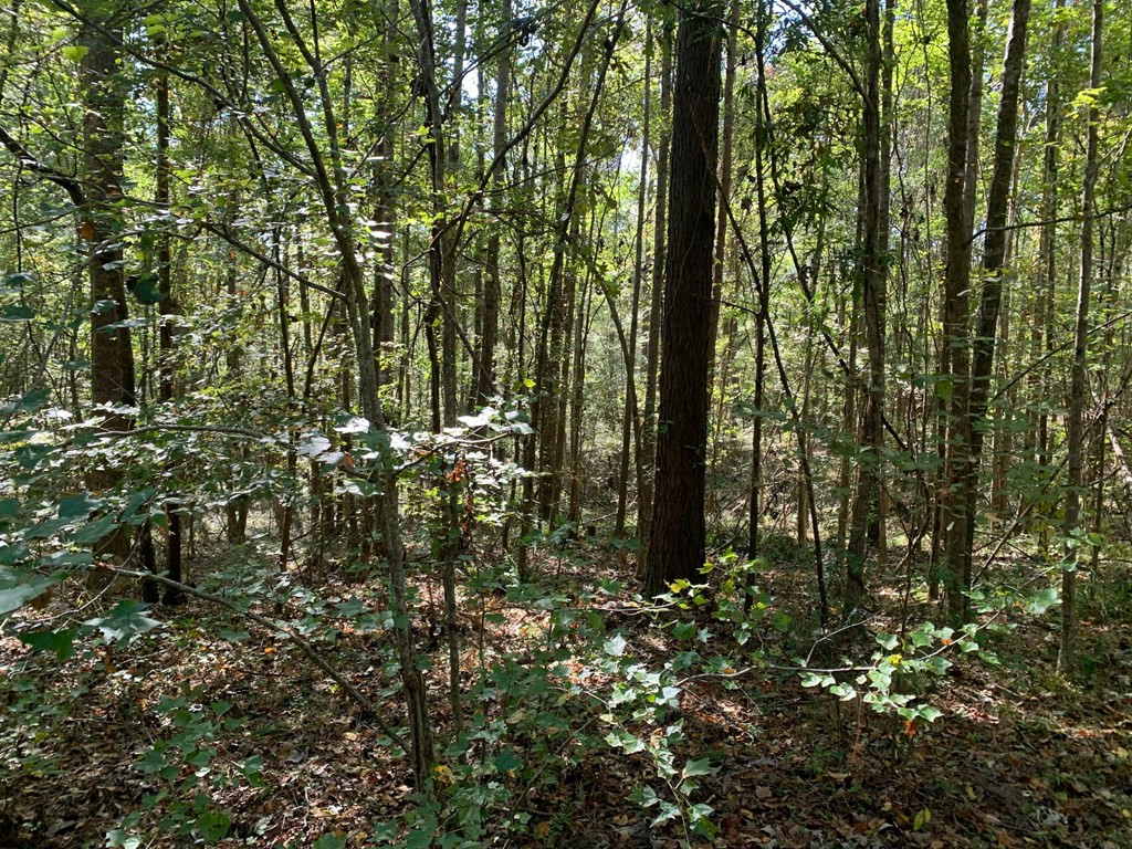 1109 White Road Natchez, MS 39120 - Photo 3 of 30 Photo 3
