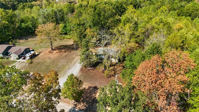 a view of a yard with plants and large trees