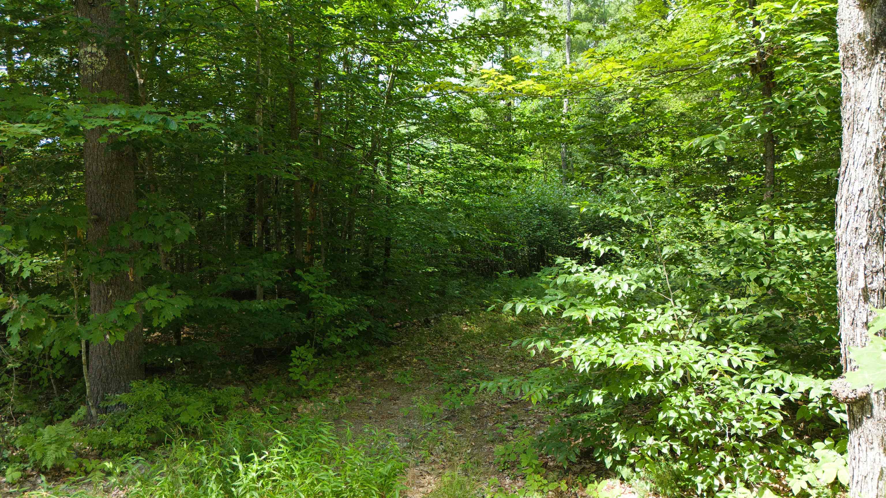 Lot 1-2 Colcord Hill Road Effingham, NH 03882 - Photo 4 of 12 Gallery Image 4