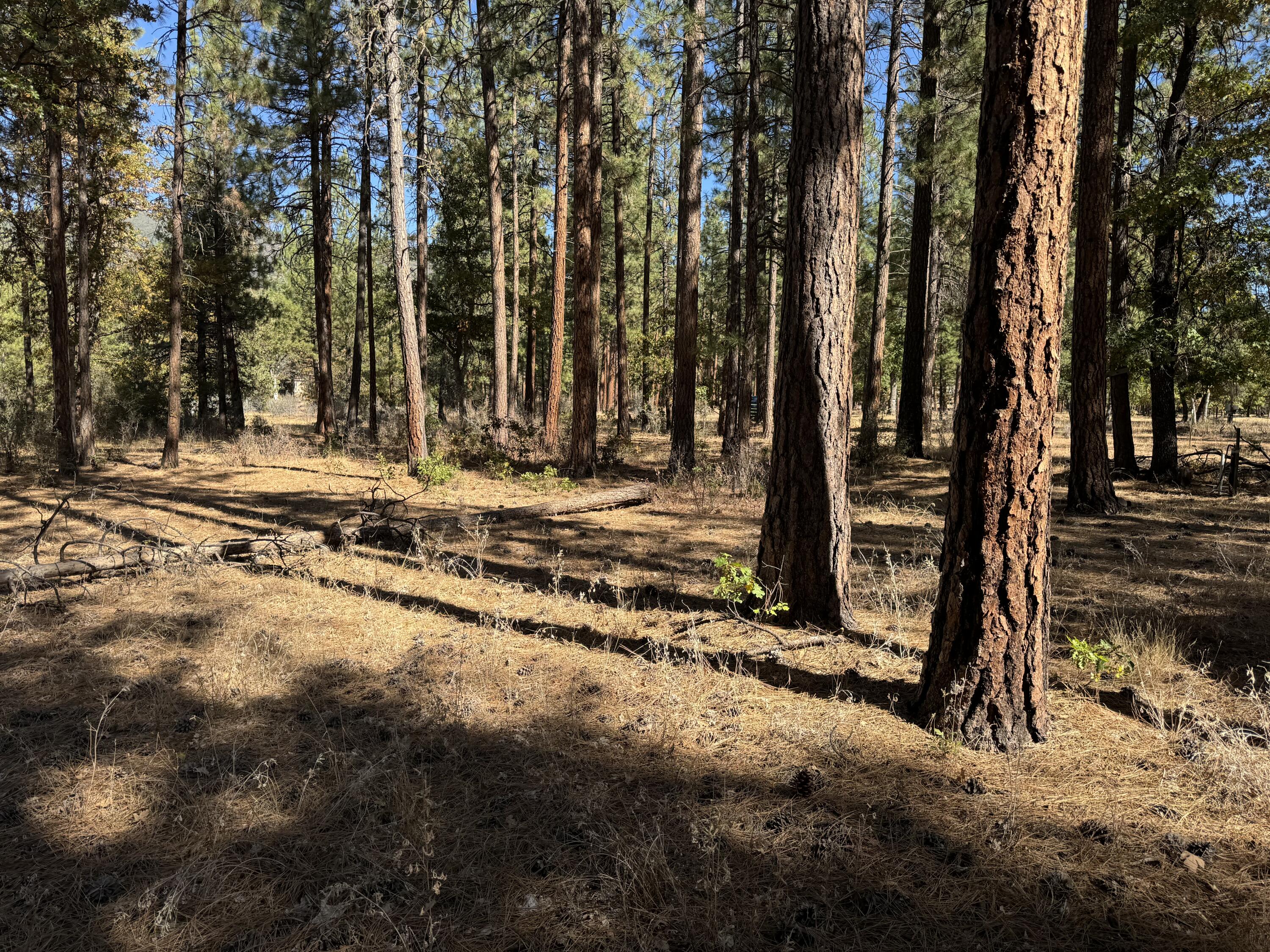 29360 Day Road McArthur, CA 96056 - Photo 14 of 27 a view of a backyard of the house
