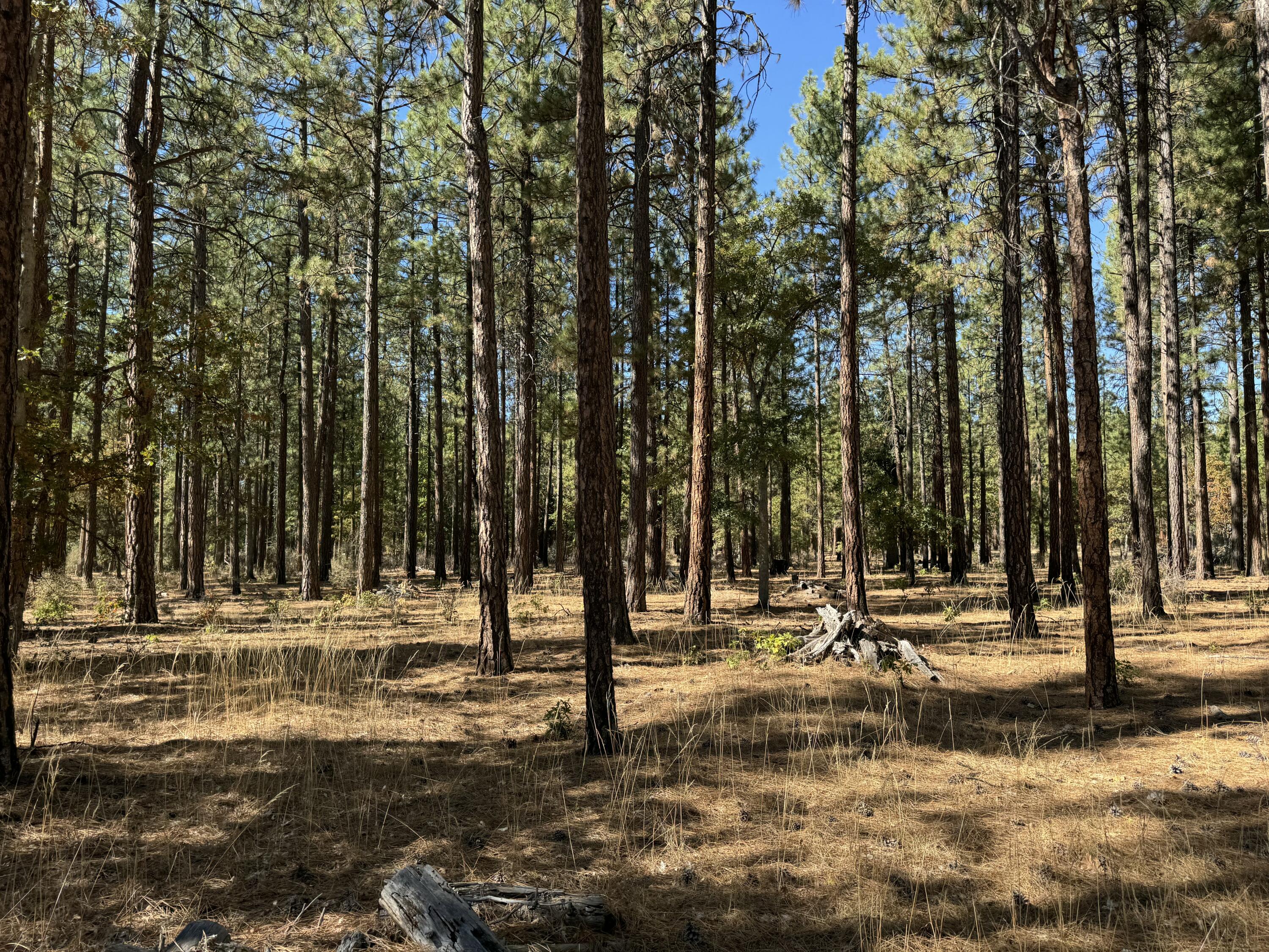 29360 Day Road McArthur, CA 96056 - Photo 17 of 27 a view of road with large trees