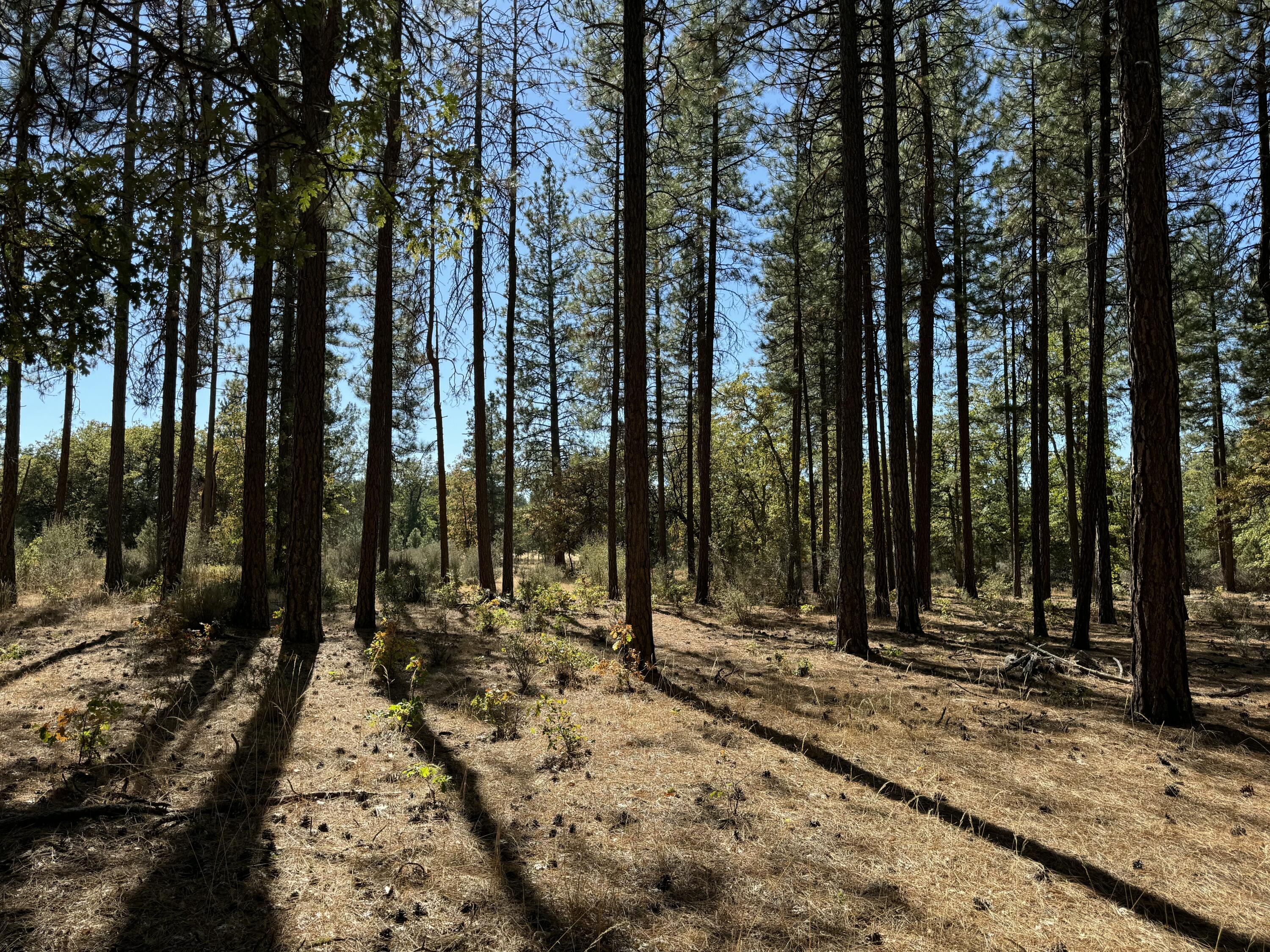 29360 Day Road McArthur, CA 96056 - Photo 18 of 27 a view of outdoor space with deck