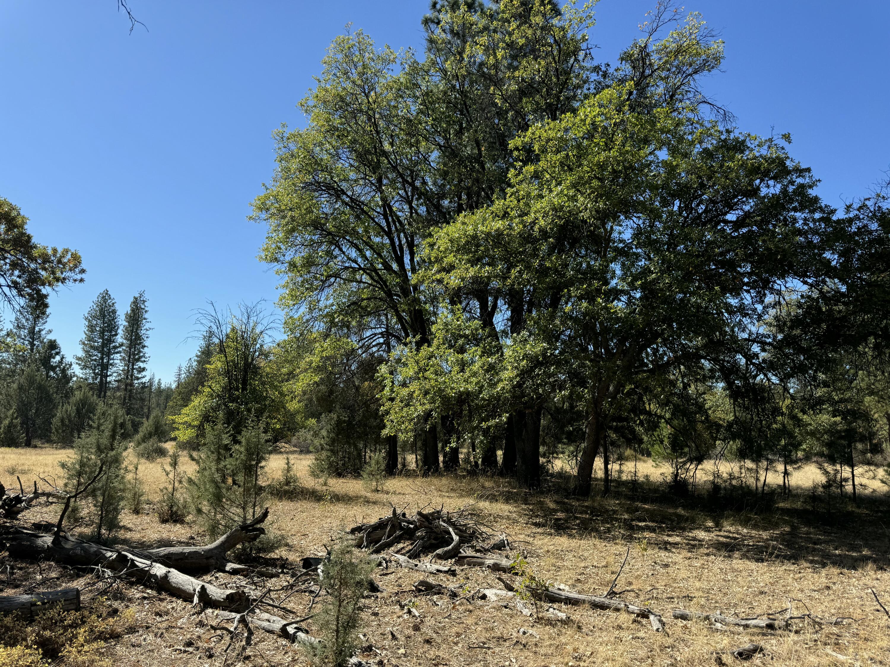 29360 Day Road McArthur, CA 96056 - Photo 19 of 27 a view of a backyard of the house