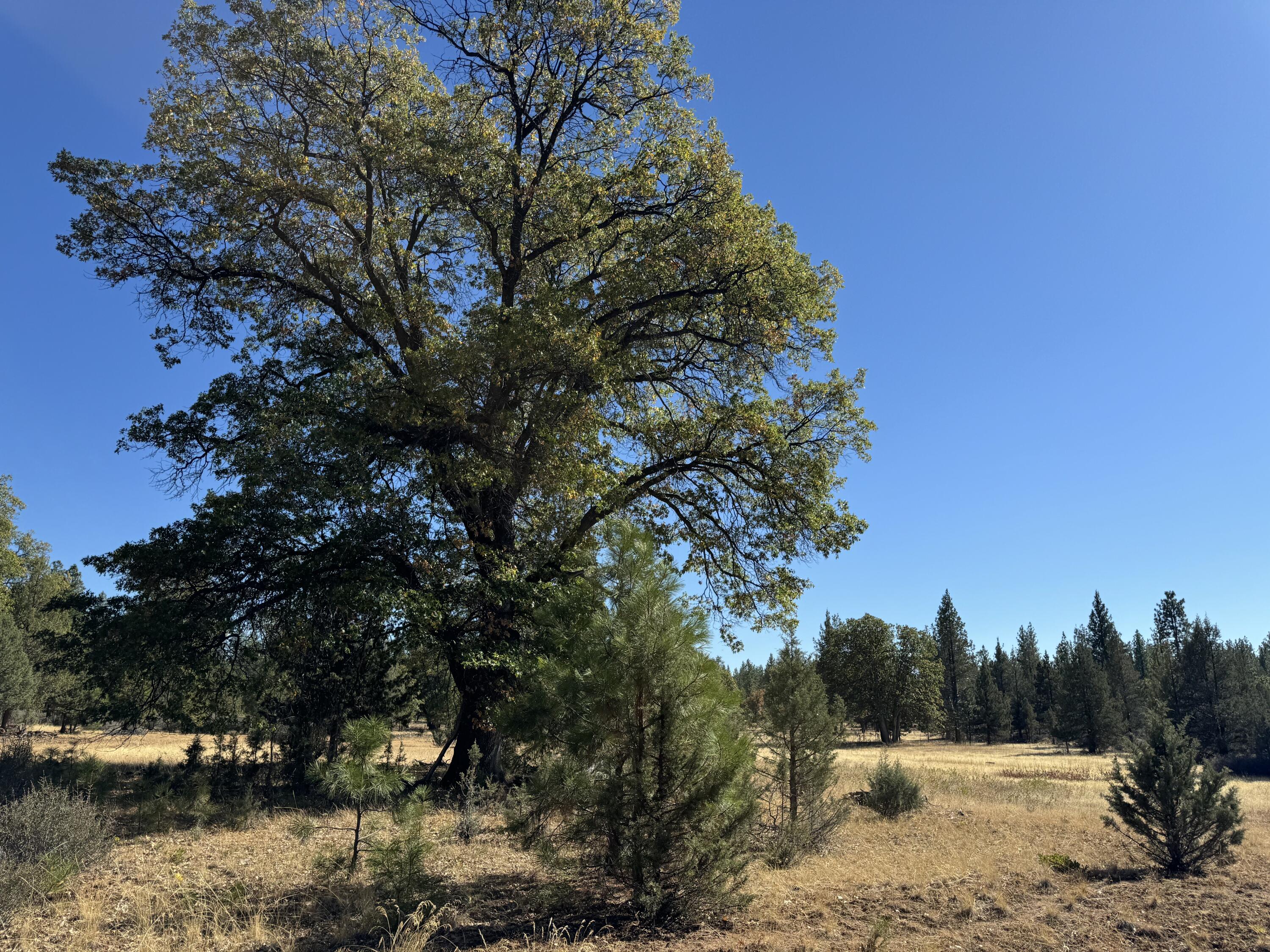 29360 Day Road McArthur, CA 96056 - Photo 24 of 27 a view of a lake with houses