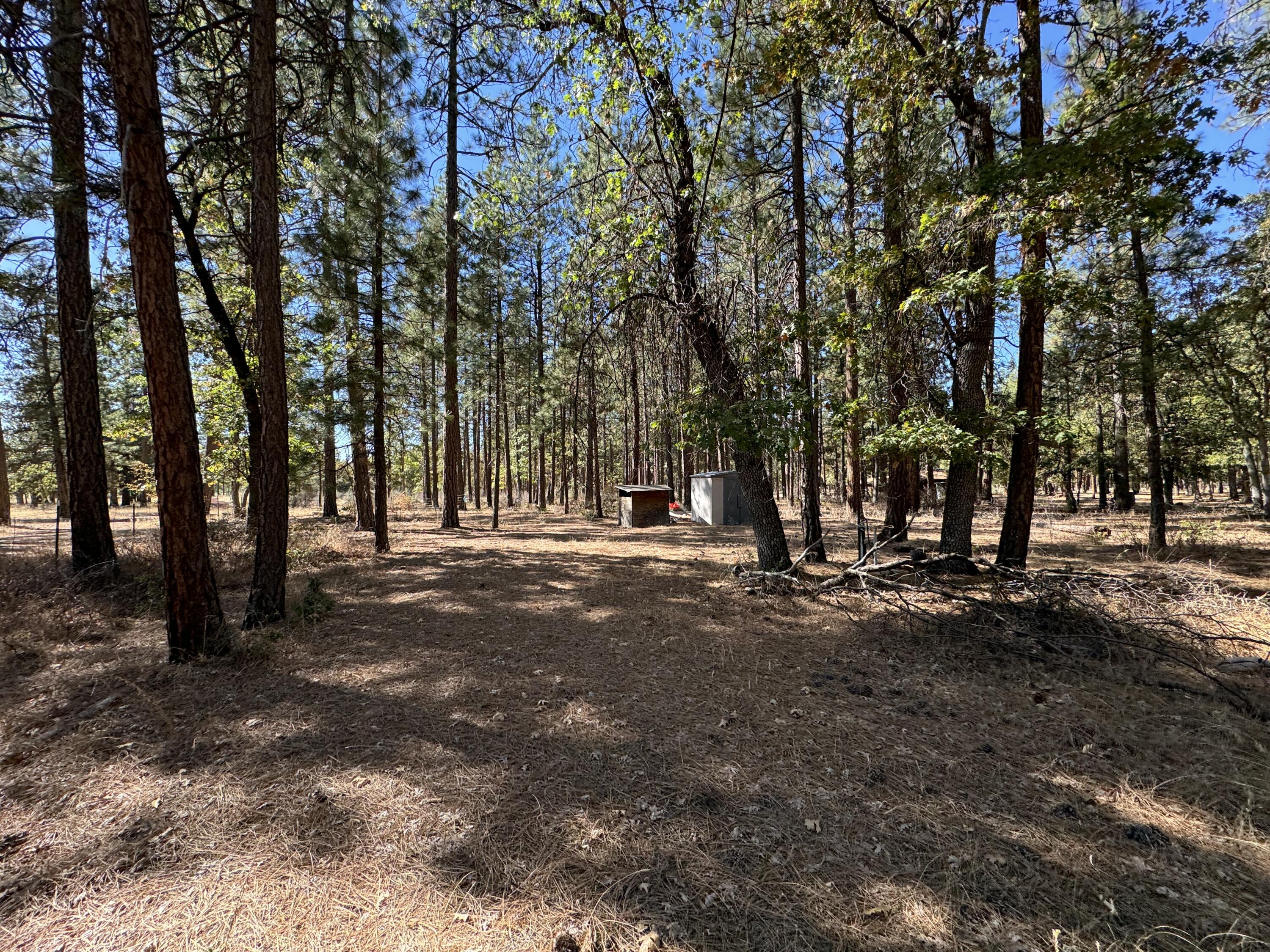 29360 Day Road McArthur, CA 96056 - Photo 25 of 27 a view of road with trees