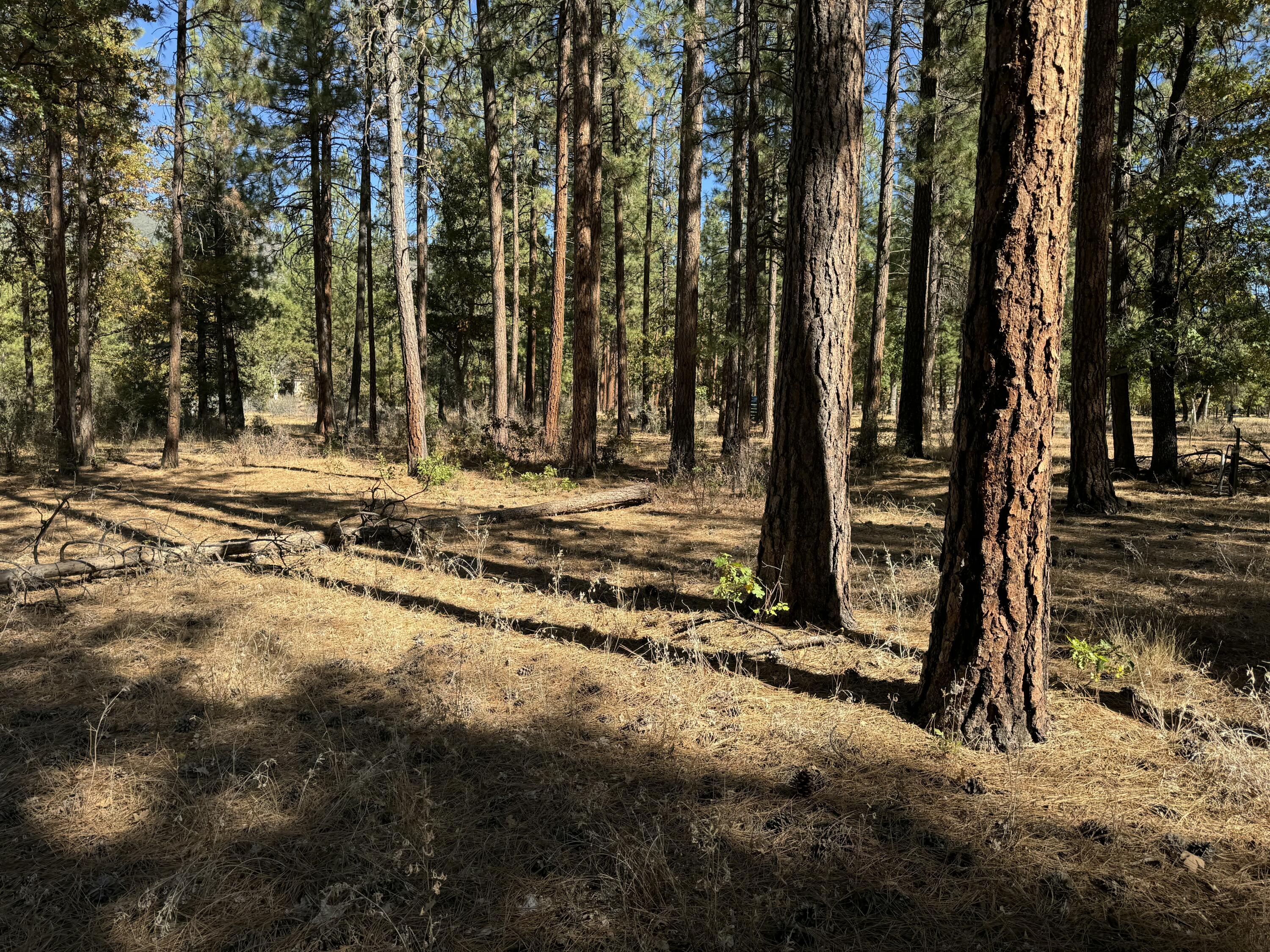 29360 Day Road McArthur, CA 96056 - Photo 26 of 27 a view of a backyard of the house
