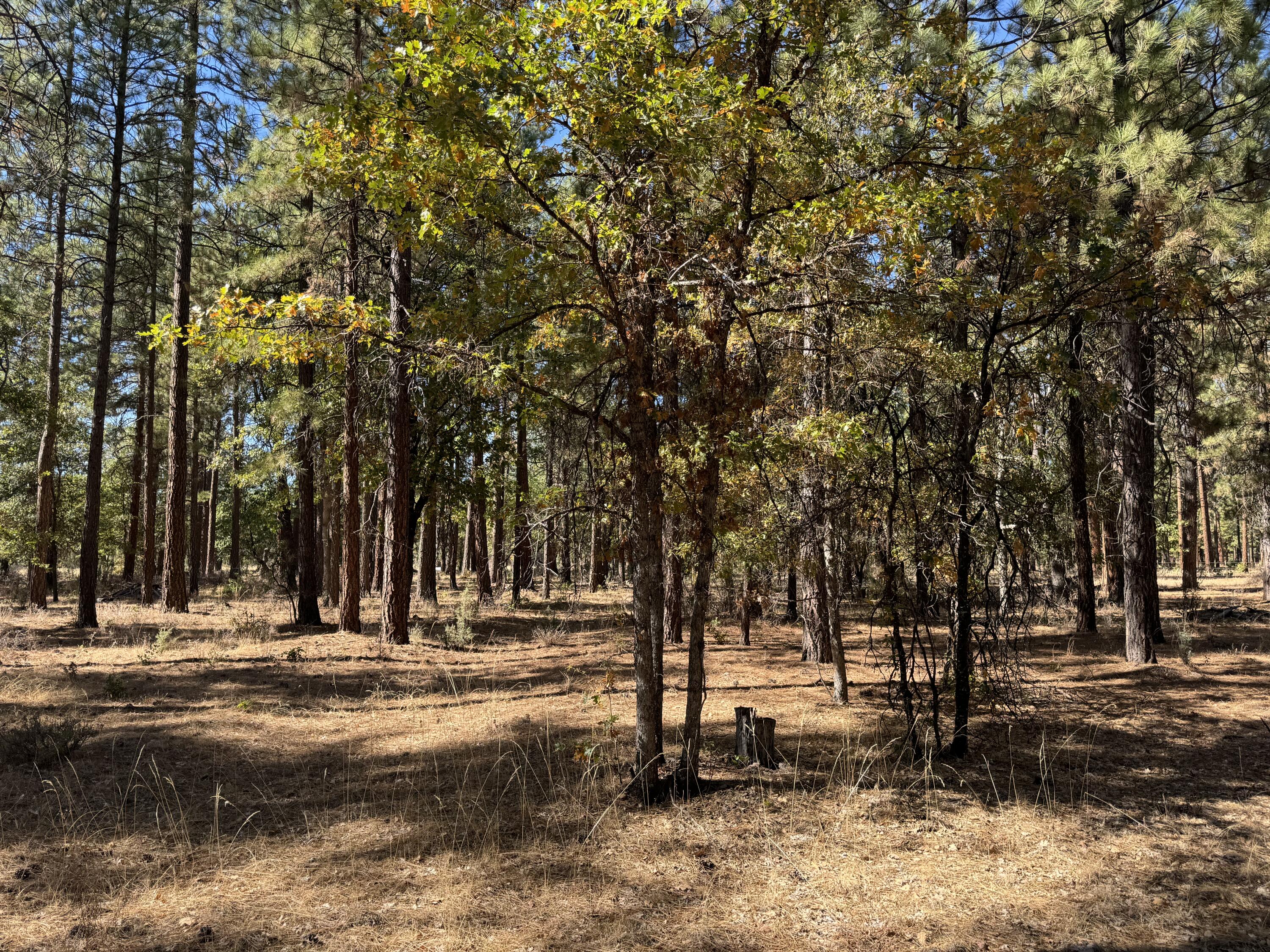 29360 Day Road McArthur, CA 96056 - Photo 27 of 27 a view of park space