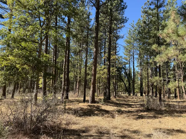 a view of a yard with trees