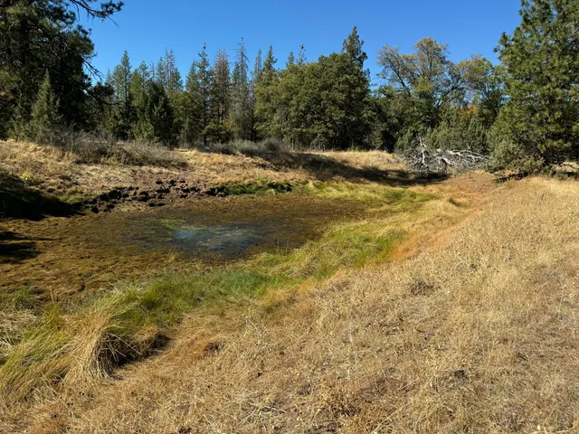 a view of a yard with a tree