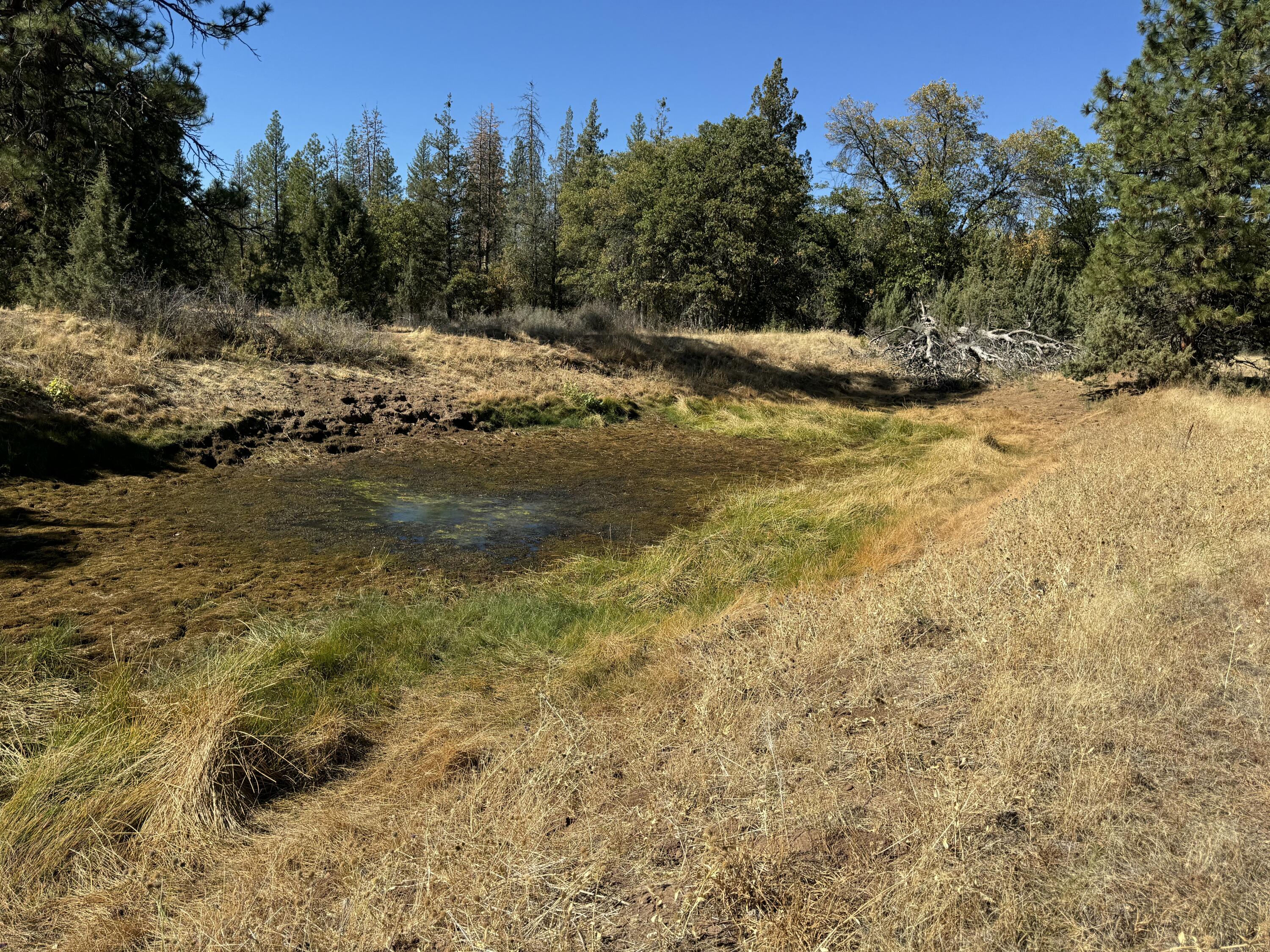 29360 Day Road McArthur, CA 96056 - Photo 8 of 27 a view of a yard with a tree