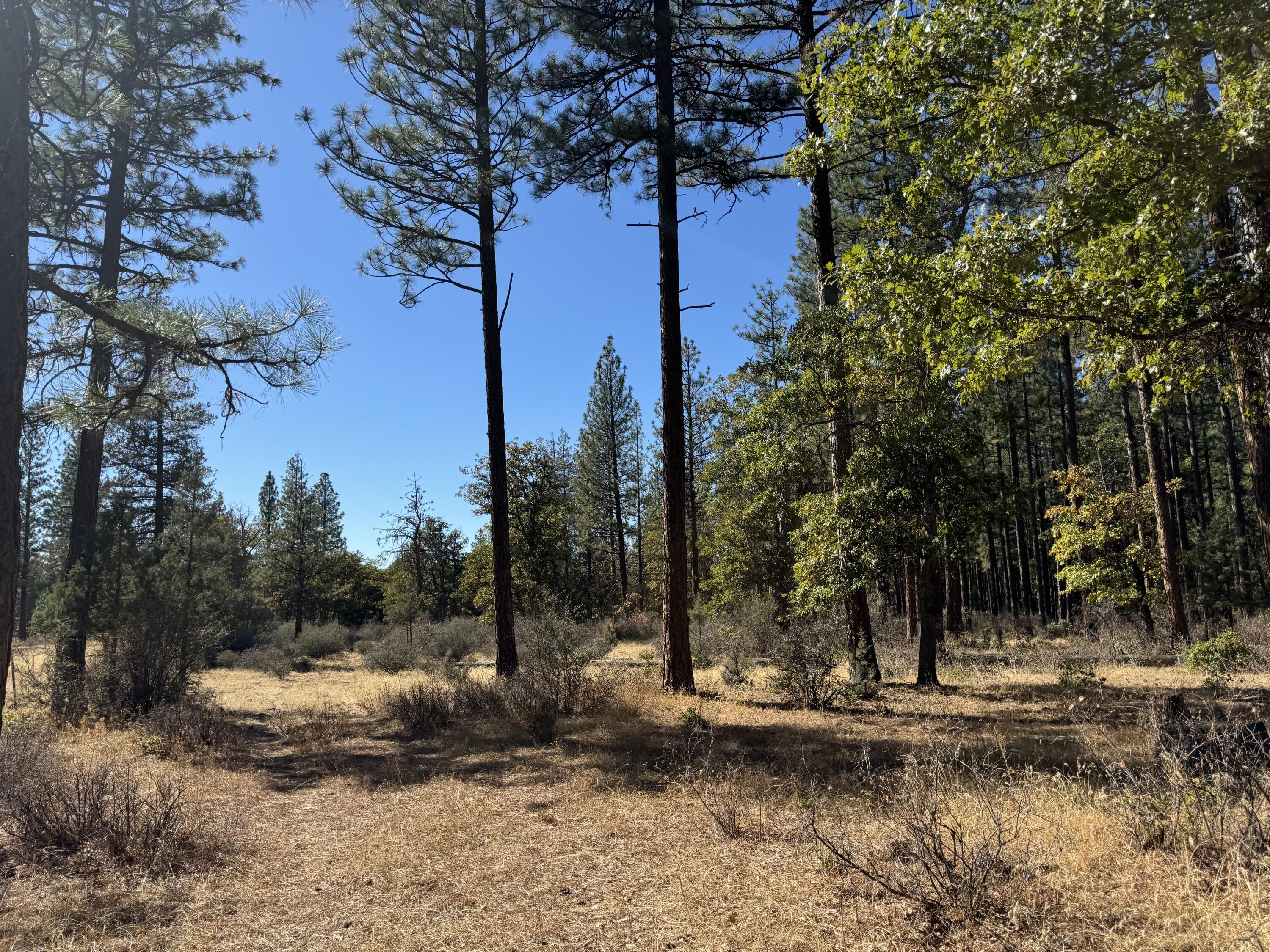 29360 Day Road McArthur, CA 96056 - Photo 10 of 27 a view of a yard with green space