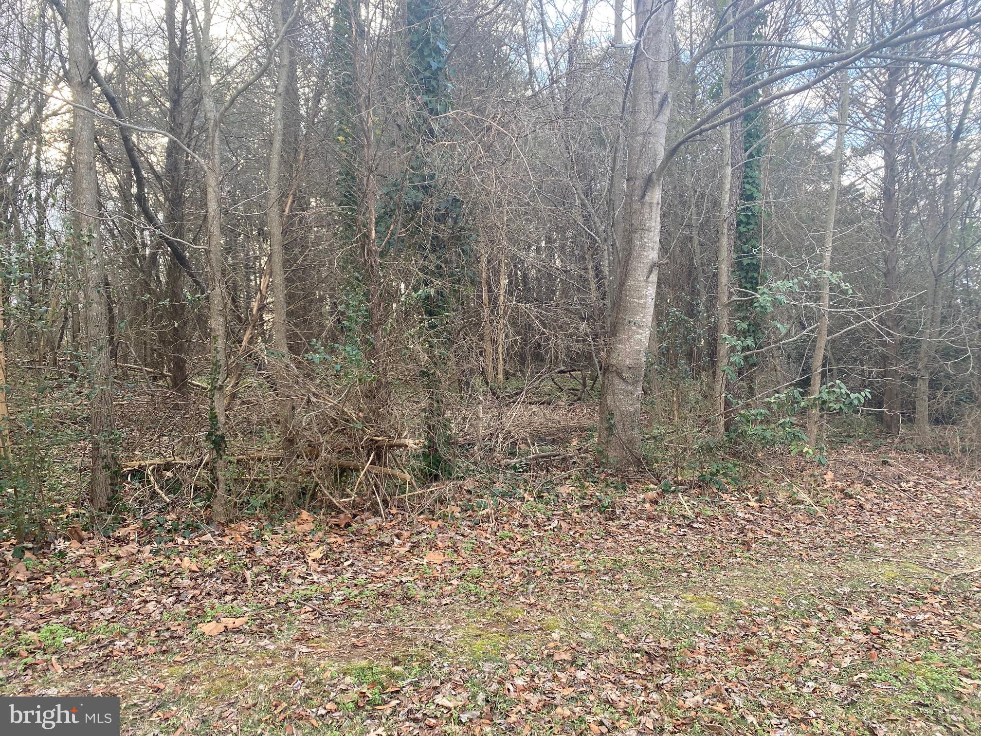 280 Swaggers Point Road Solomons, MD 20688 - Photo 1 of 3 Wooded lot for sale