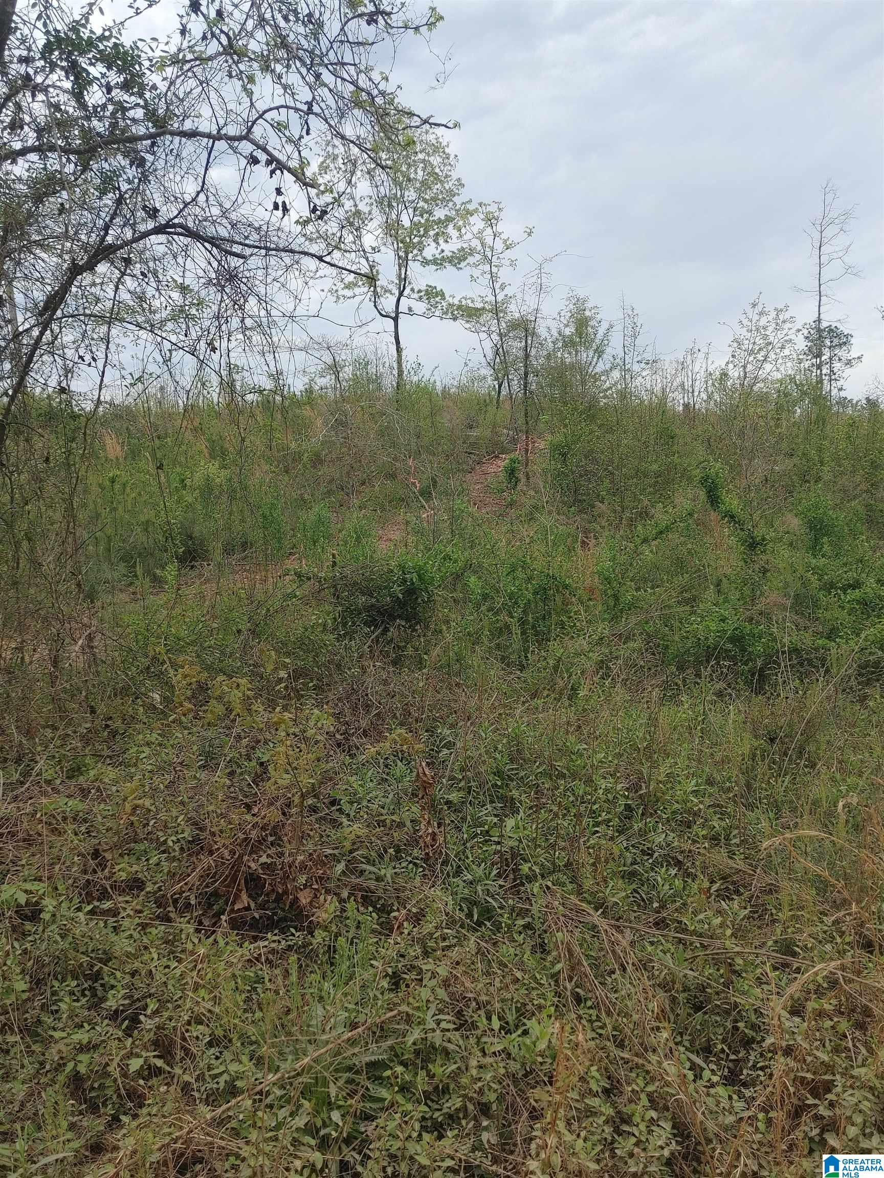 0 County Road 199, Unit 17 Clanton, AL 35045 - Photo 4 of 5