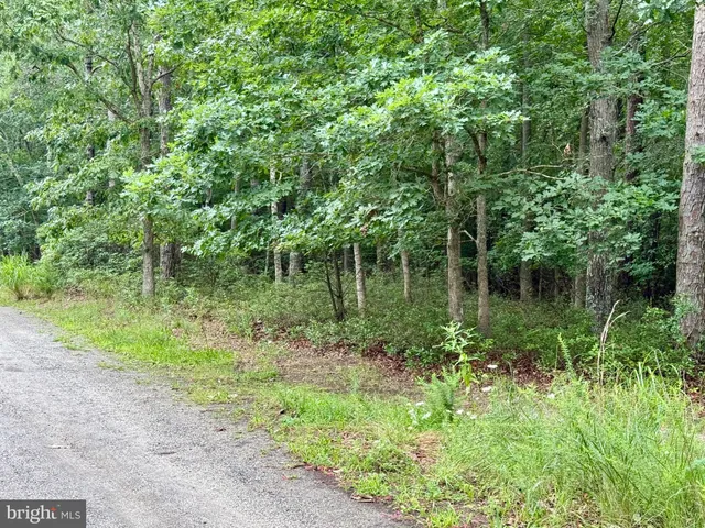 a view of a lake with a tree