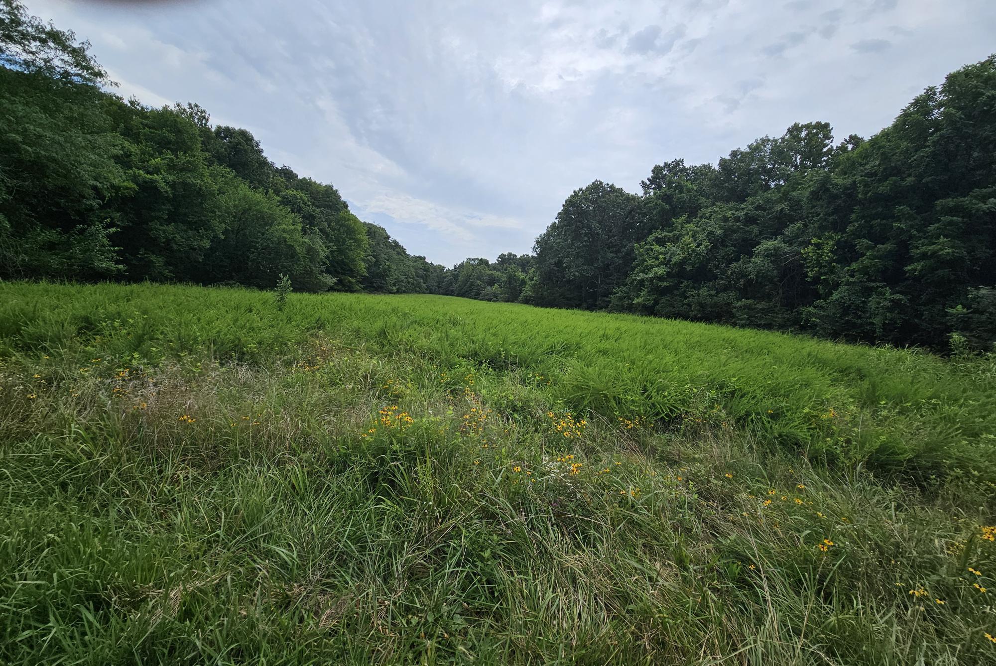 -18 Ac Westview Road Neosho, MO 64850 - Photo 8 of 12 Bresee 18 ac pic 11