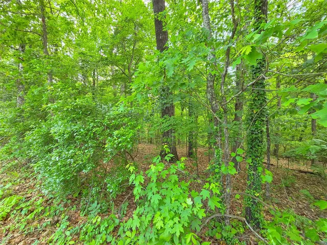 a view of a lush green forest