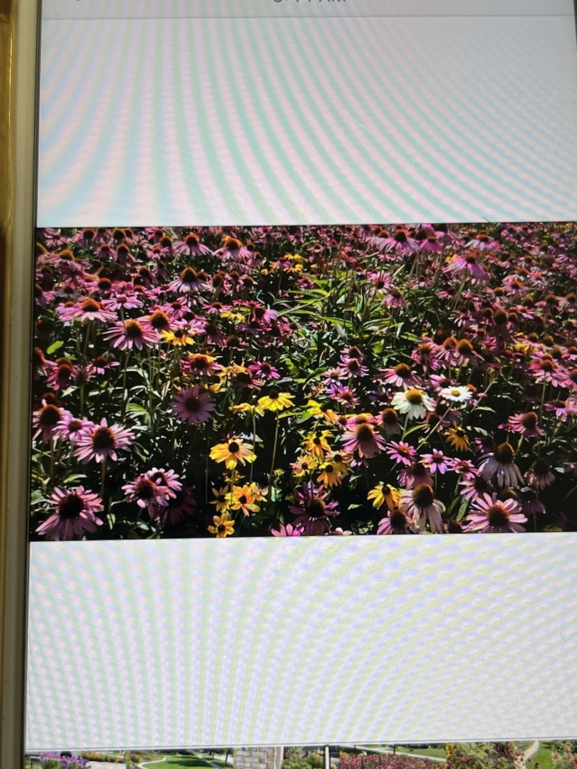 915 Harmoni Lane New Lenox, IL 60451 - Photo 38 of 38