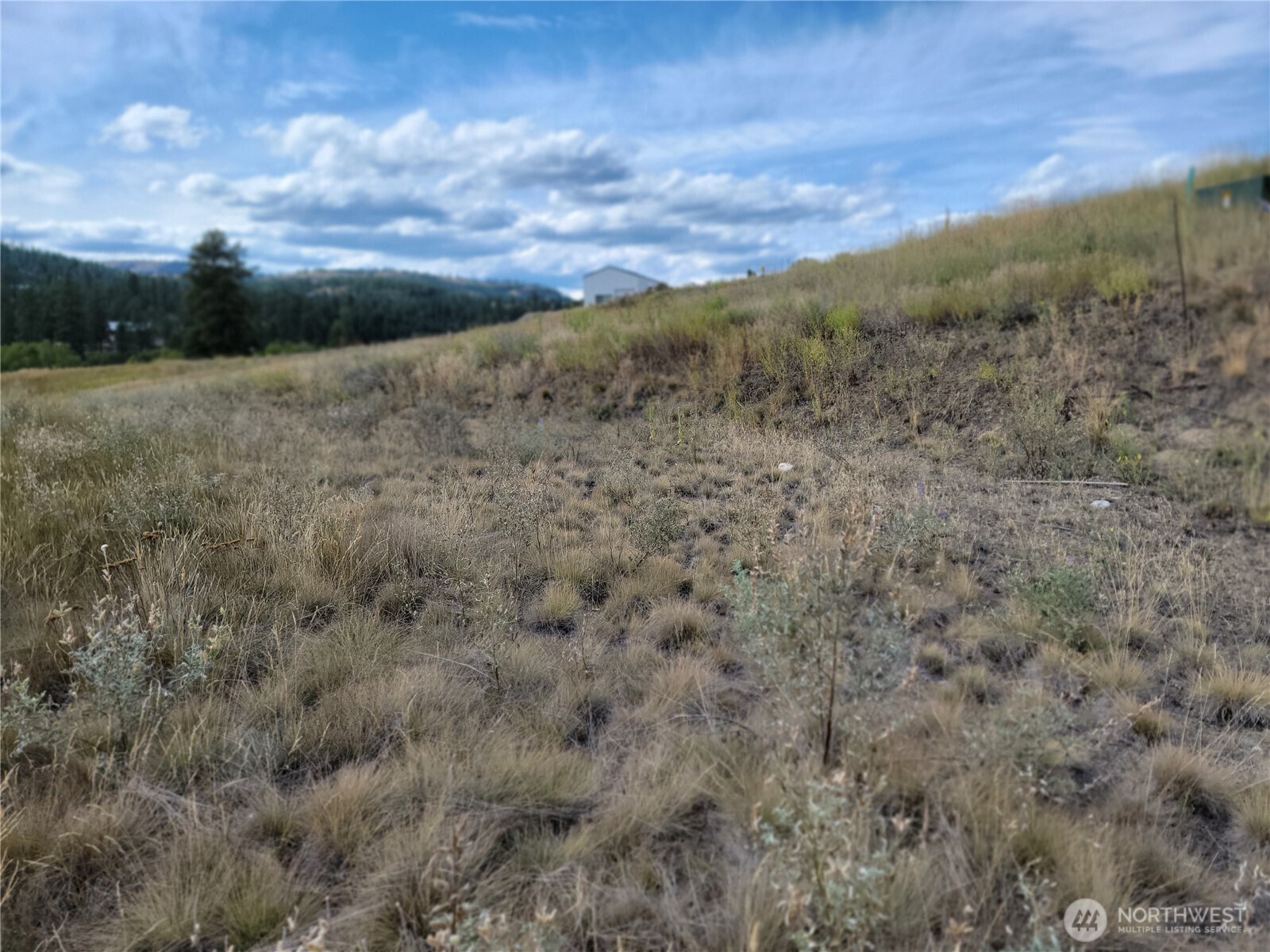 0 Curlew Drive Republic, WA 99166 - Photo 12 of 13 a view of a field with trees in background