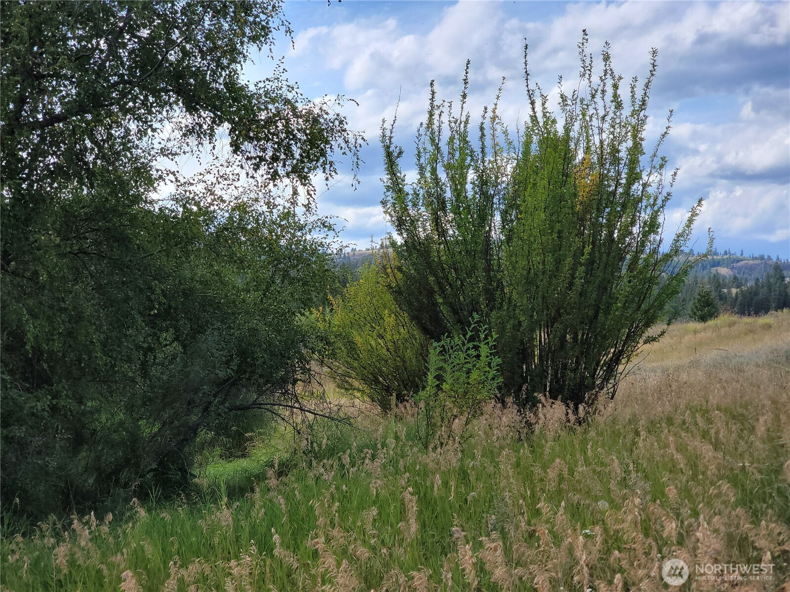 0 Curlew Drive Republic, WA 99166 - Photo 3 of 13 a view of a yard with plants and large trees