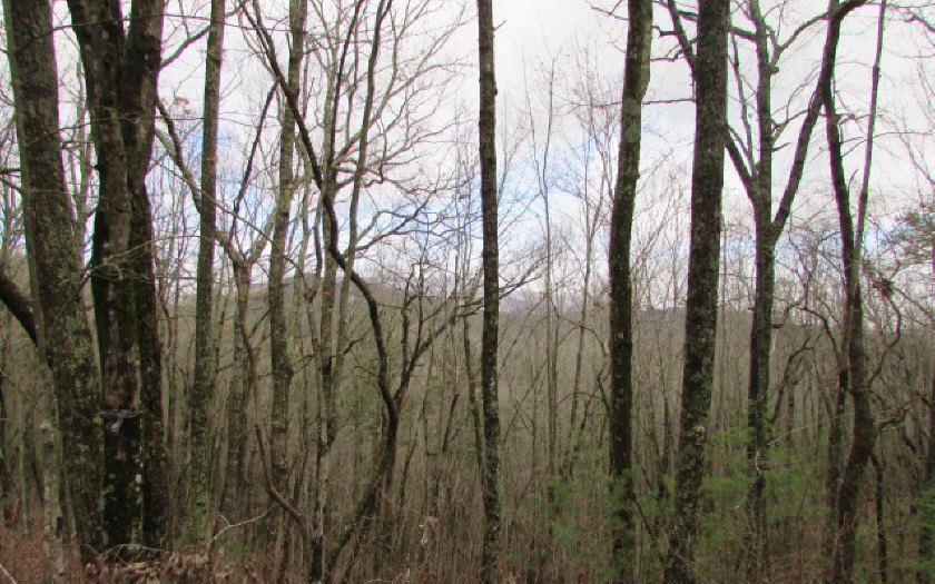 19 Firetower Road Jasper, GA 30143 - Photo 1 of 1 Main View