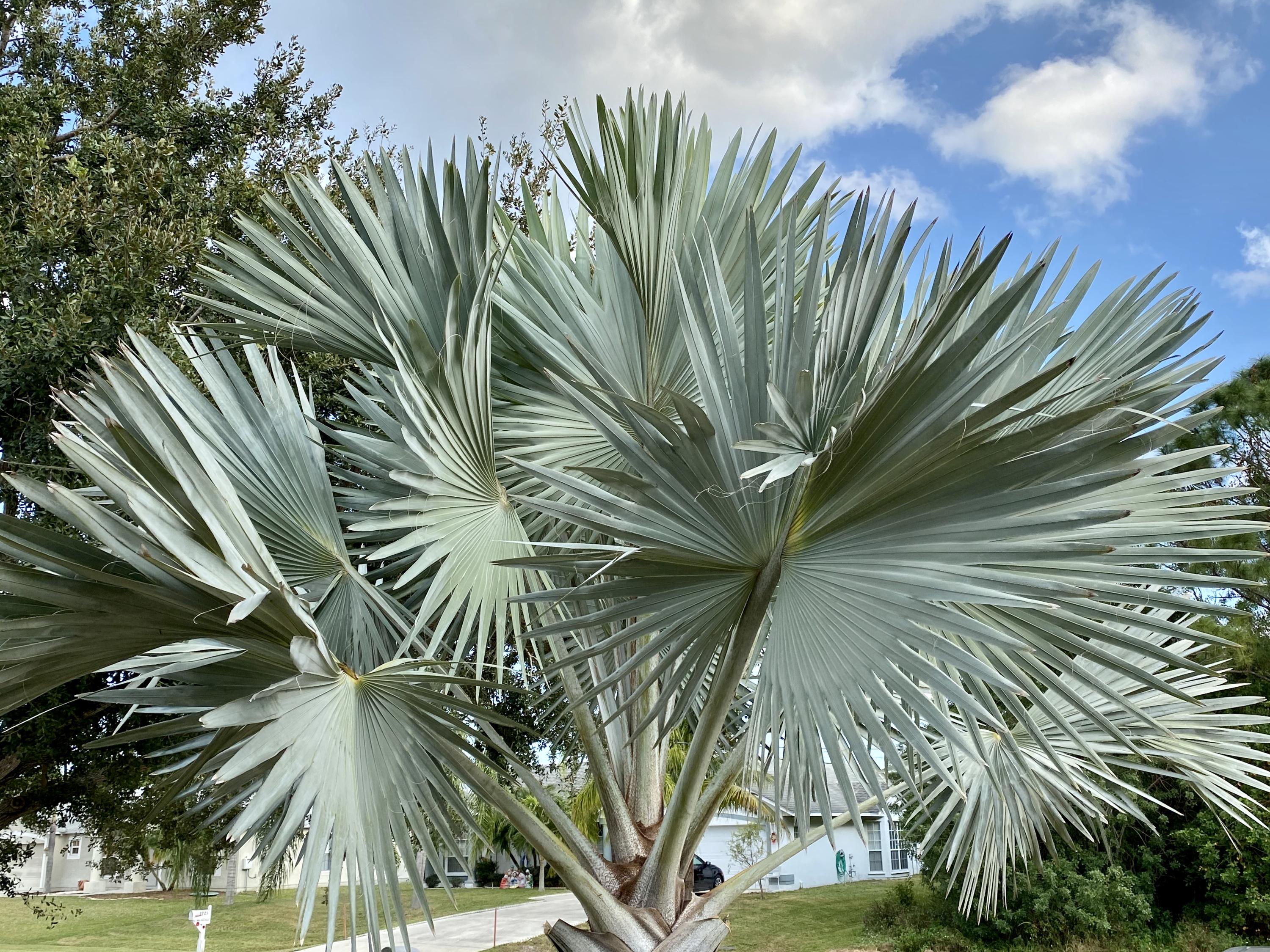 2720 Southeast Kern Road Port St. Lucie, FL 34984 - Photo 46 of 54 Oh man, that palm!