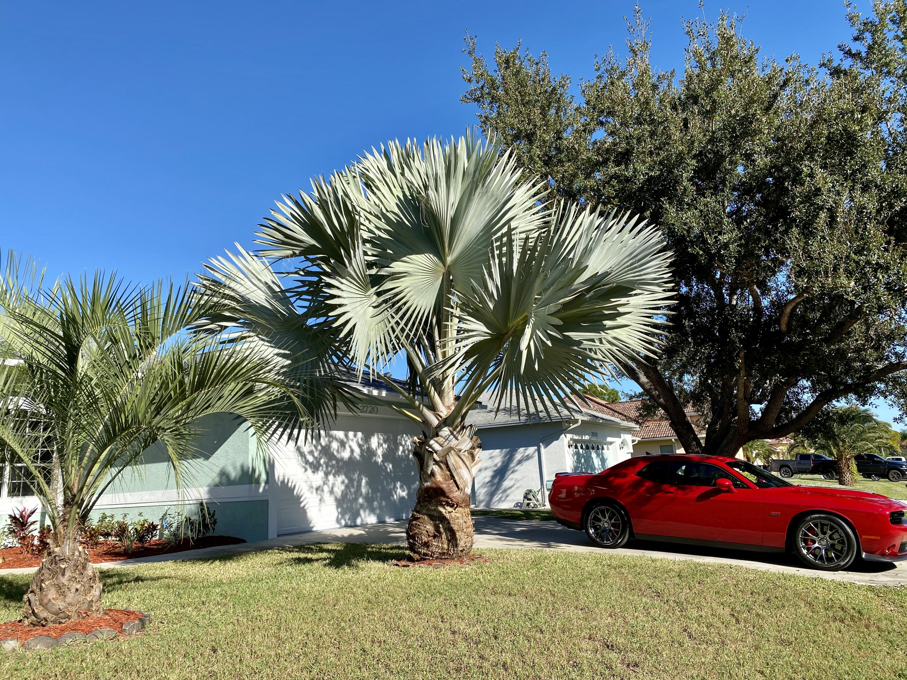 2720 Southeast Kern Road Port St. Lucie, FL 34984 - Photo 51 of 54 Love that palm tree!