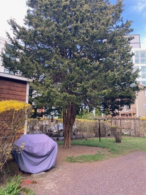 90 Prospect Street, Unit 2 Somerville, MA 02143 - Photo 27 of 27 a view of a backyard of the house