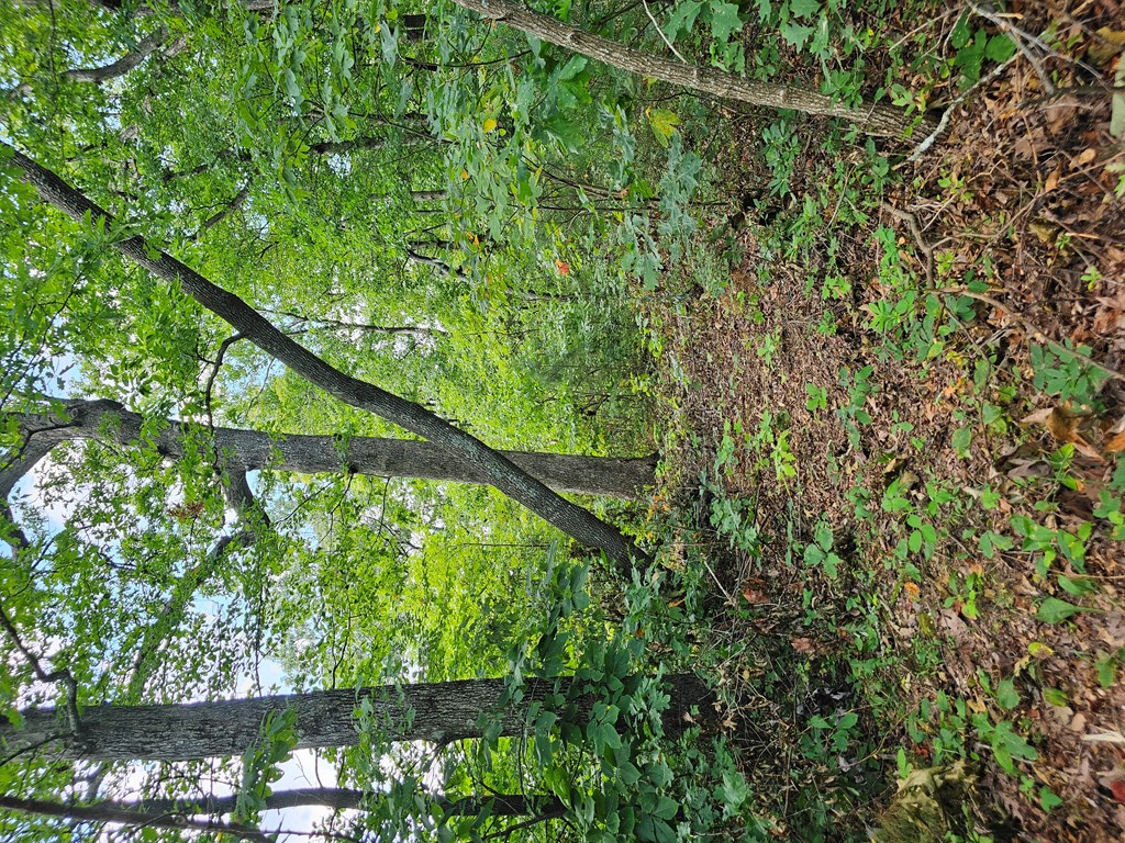 0 Lot 272 Andes Ridge Jasper, GA 30143 - Photo 22 of 59 Gallery Image 22