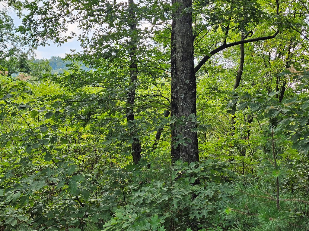0 Lot 272 Andes Ridge Jasper, GA 30143 - Photo 25 of 59 Gallery Image 25