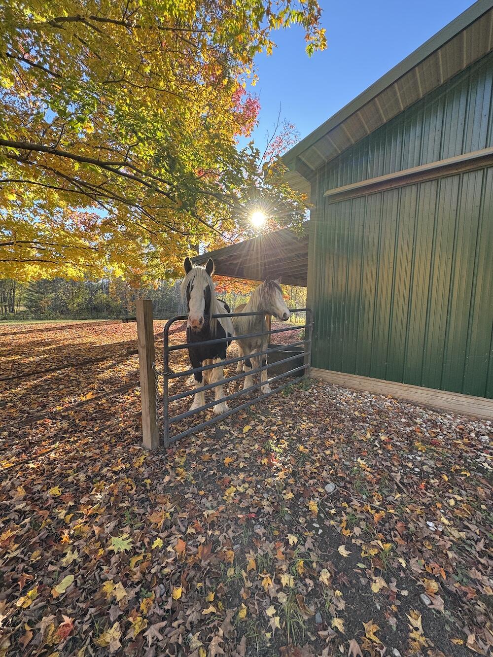 4116 Dutcher Road Gladwin, MI 48624 - Photo 105 of 135 IMG_6656 2