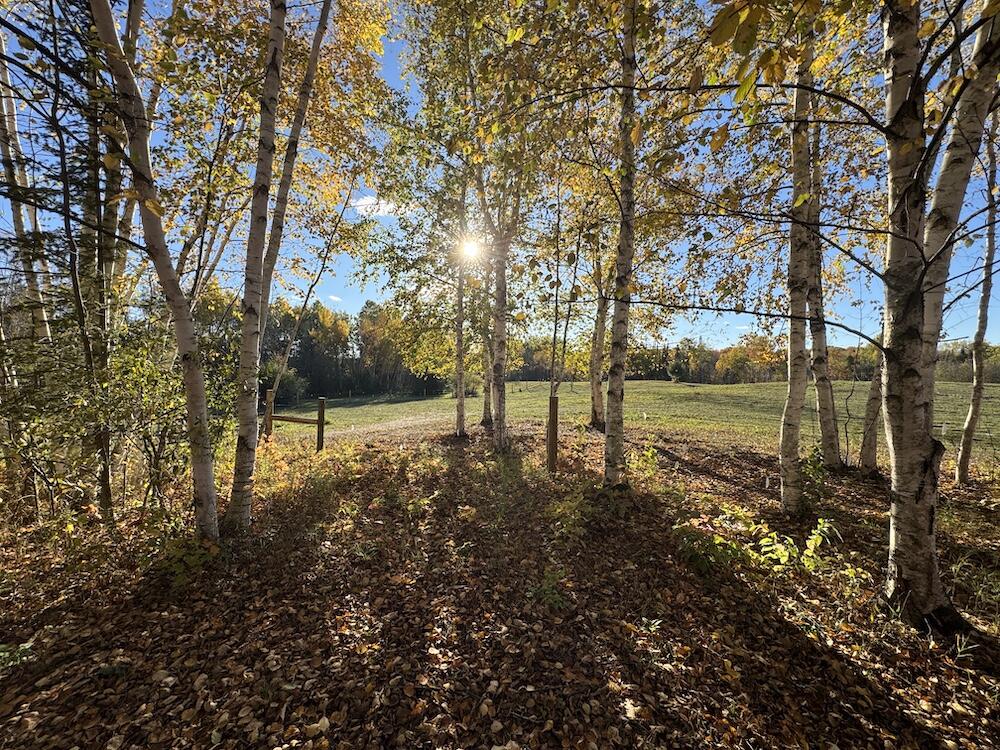 4116 Dutcher Road Gladwin, MI 48624 - Photo 113 of 135 IMG_6670 2