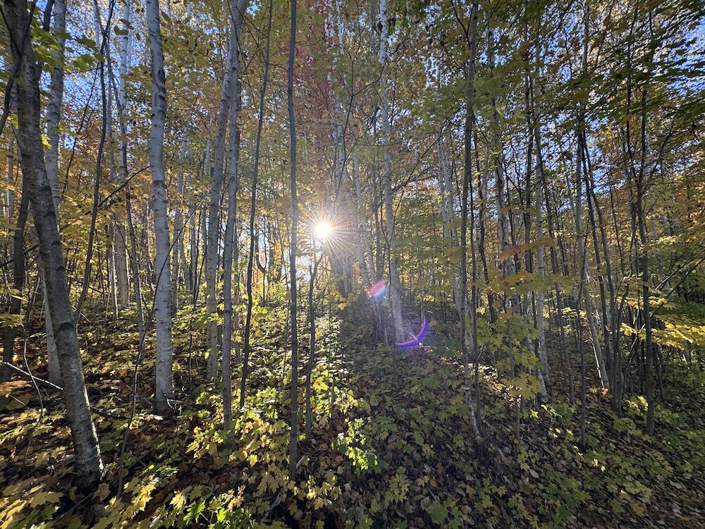 4116 Dutcher Road Gladwin, MI 48624 - Photo 12 of 135 10