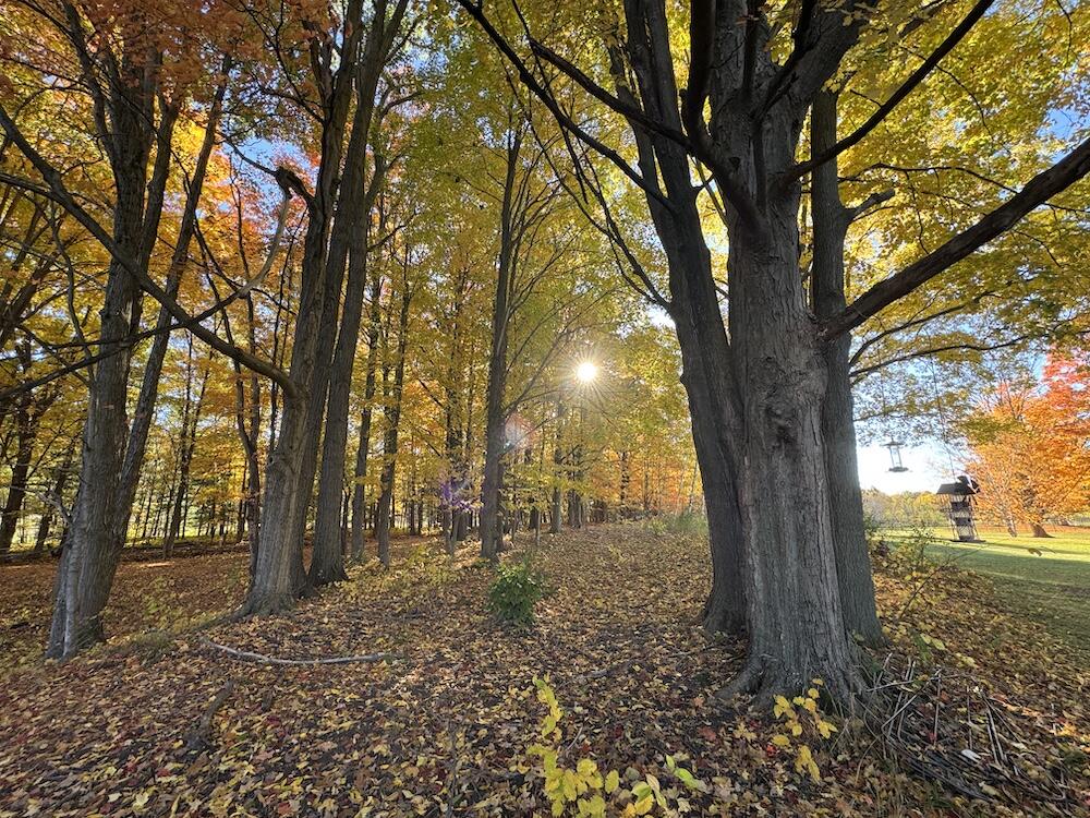 4116 Dutcher Road Gladwin, MI 48624 - Photo 98 of 135 IMG_6645 2