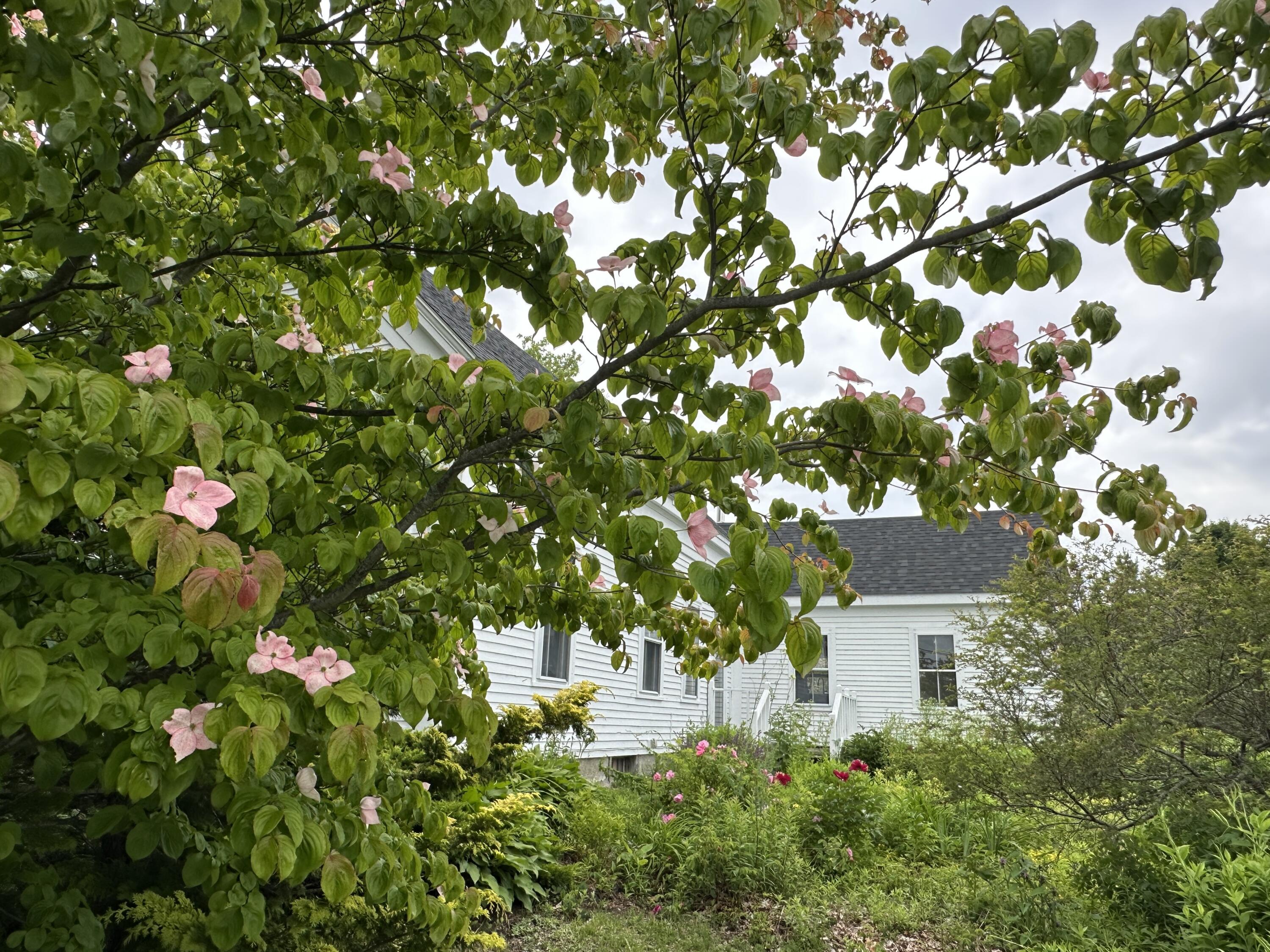 441 Main Street Thomaston, ME 04861 - Photo 69 of 103 Pink Dogwood - Front Yard