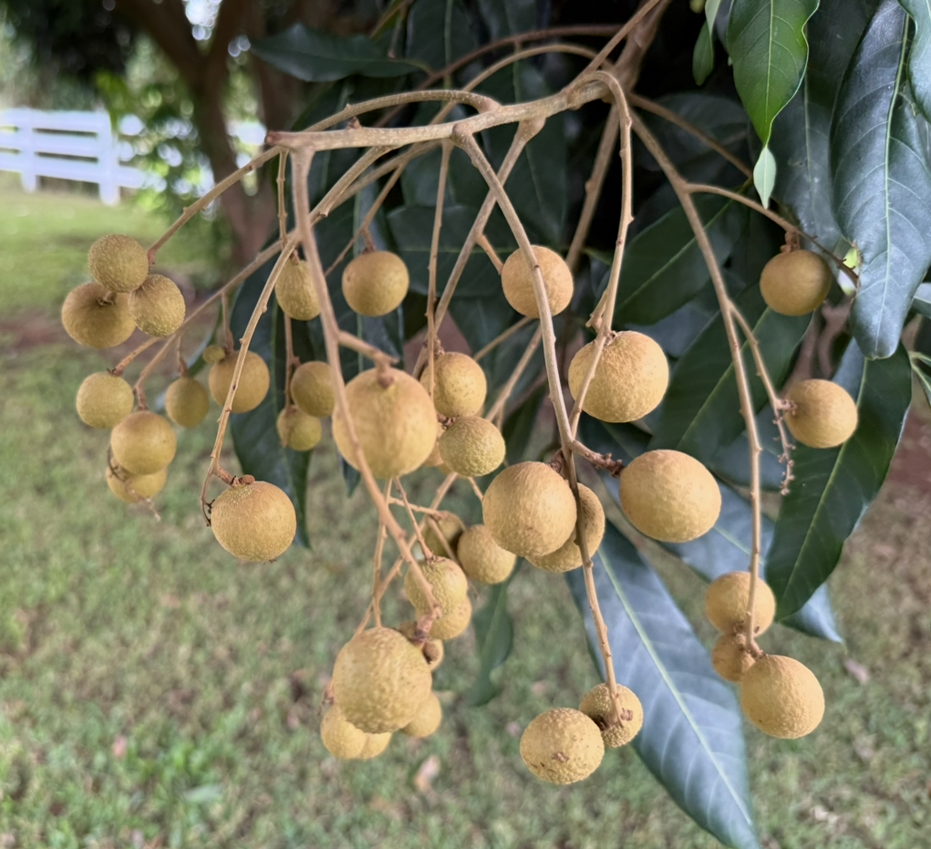 961 B Kamalu Road Kapaa, HI 96746 - Photo 17 of 29