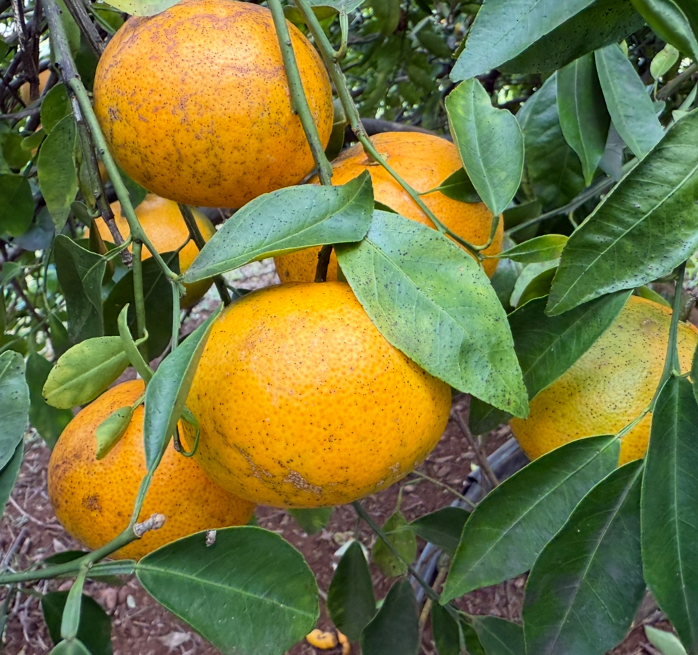 961 B Kamalu Road Kapaa, HI 96746 - Photo 18 of 29