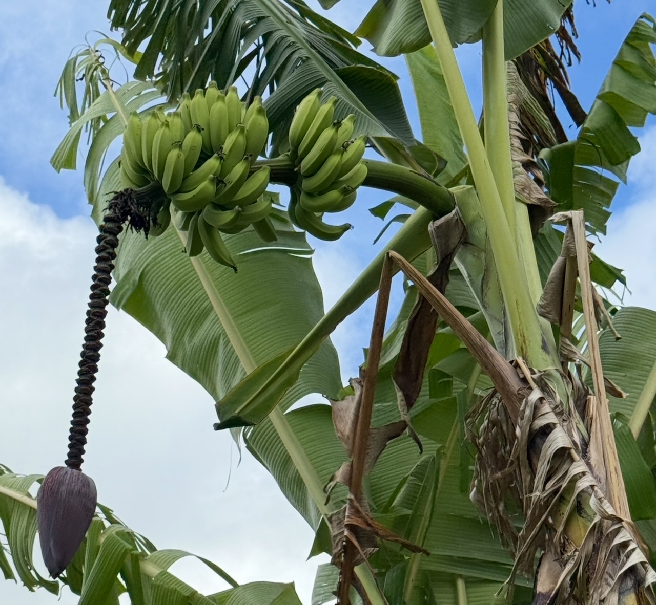 961 B Kamalu Road Kapaa, HI 96746 - Photo 19 of 29