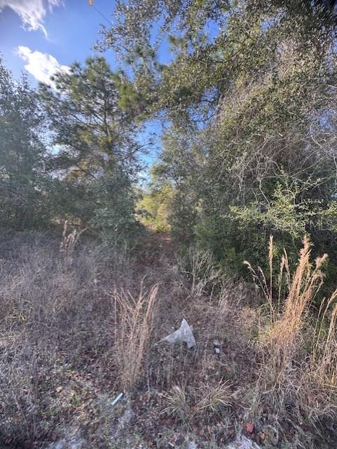35367 Kramer Street Webster, FL 33597 - Photo 11 of 13 a view of a yard with a tree