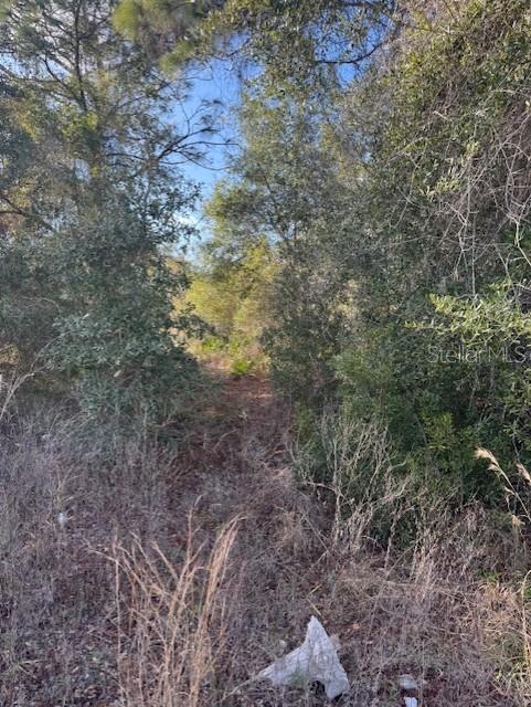 35367 Kramer Street Webster, FL 33597 - Photo 12 of 13 a view of a yard with a tree