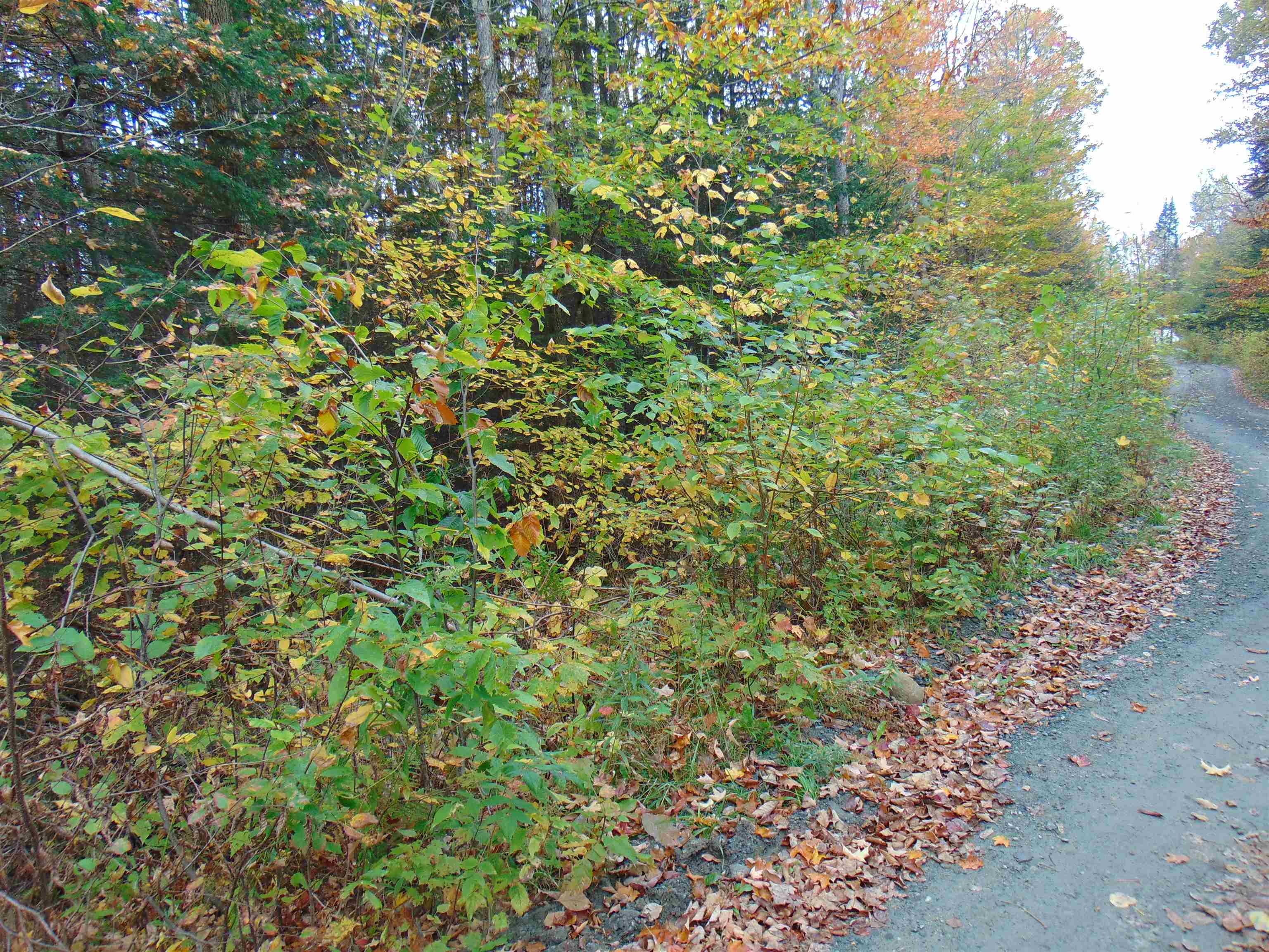 0 Wilderness Road, Unit 1 6 ACRE Lunenburg, VT 05906 - Photo 3 of 7
