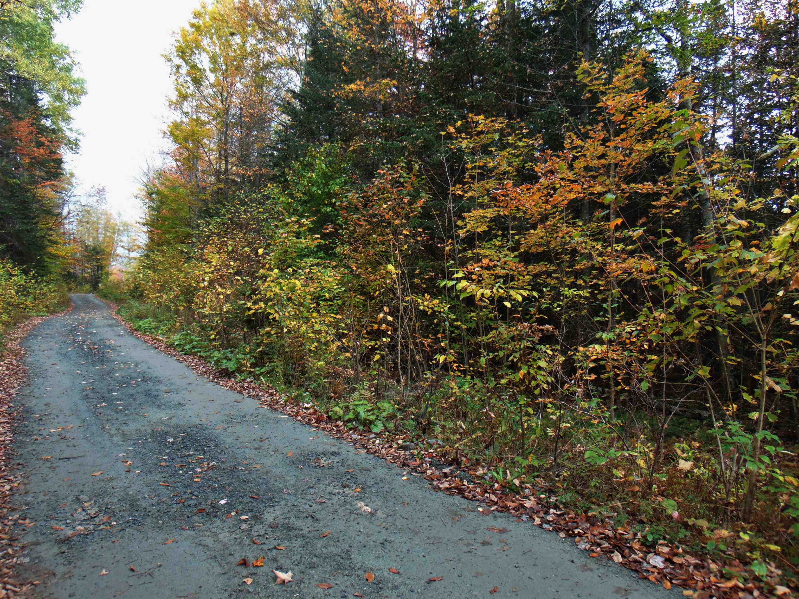 0 Wilderness Road, Unit 1 6 ACRE Lunenburg, VT 05906 - Photo 7 of 7