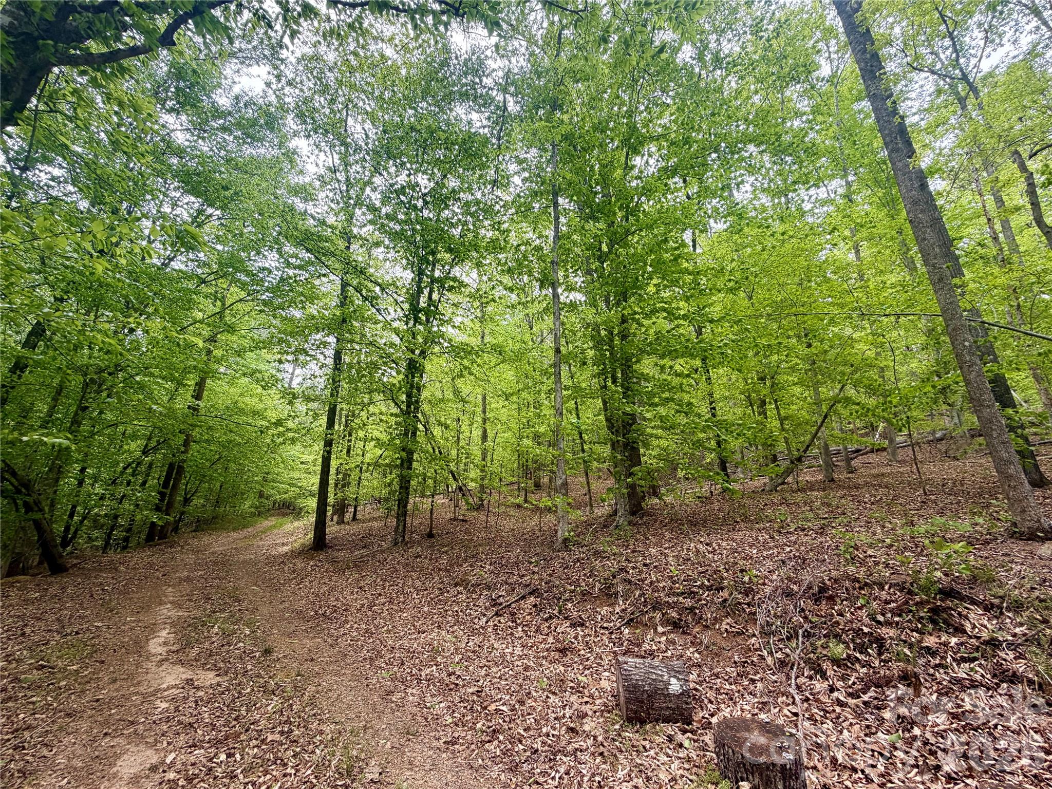 0 Polk County Line Road Rutherfordton, NC 28139 - Photo 11 of 24 a view of a forest with trees in the background