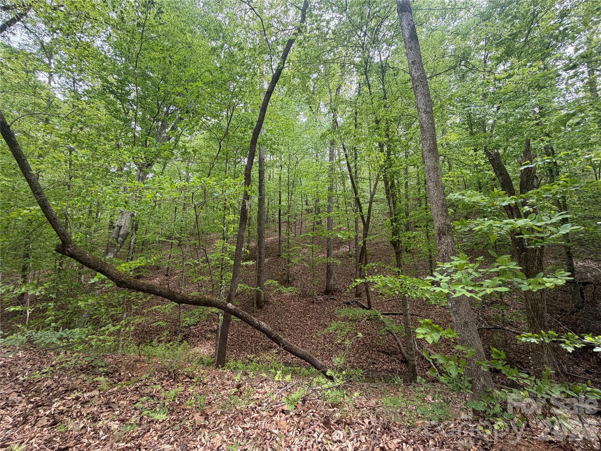0 Polk County Line Road Rutherfordton, NC 28139 - Photo 12 of 24 a view of a forest