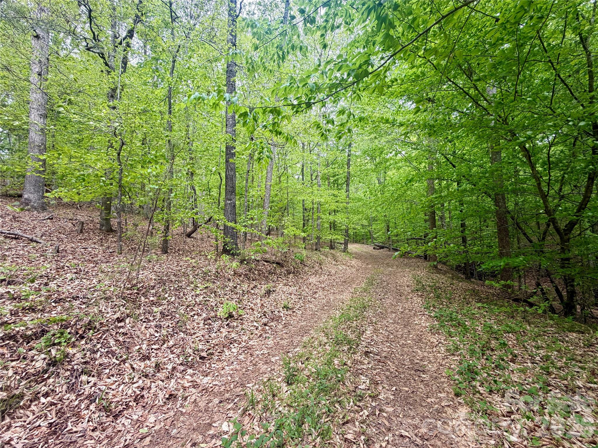 0 Polk County Line Road Rutherfordton, NC 28139 - Photo 13 of 24 a big yard with lots of green space and deers