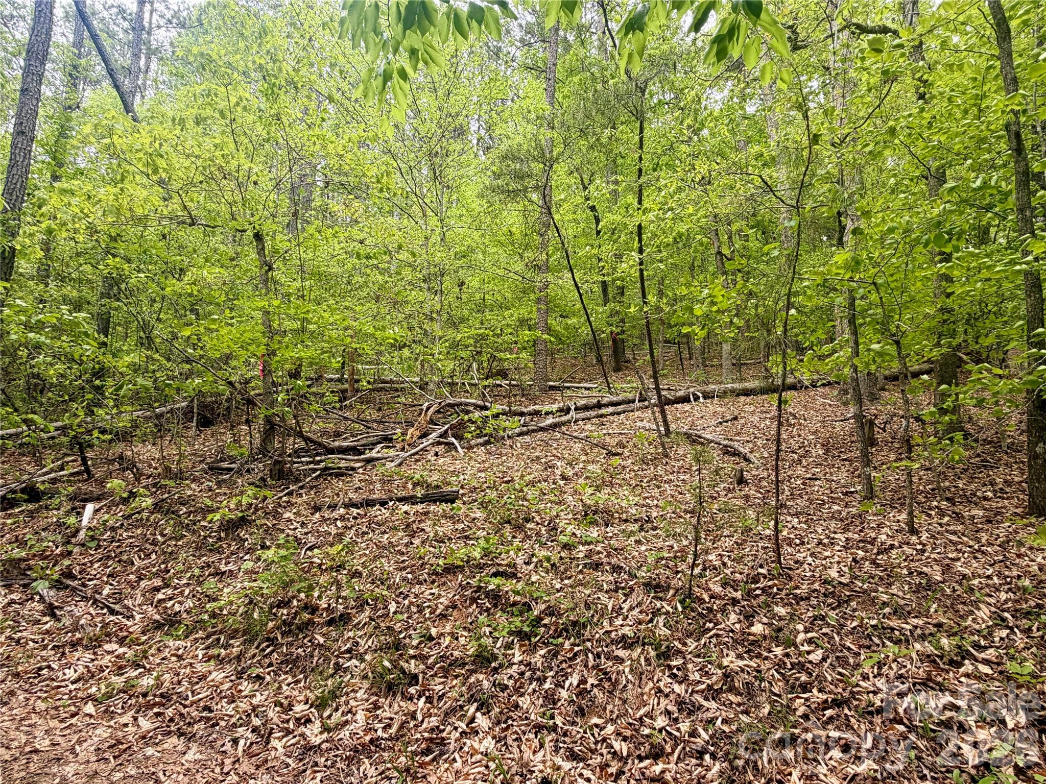 0 Polk County Line Road Rutherfordton, NC 28139 - Photo 14 of 24 a view of an outdoor space and trees