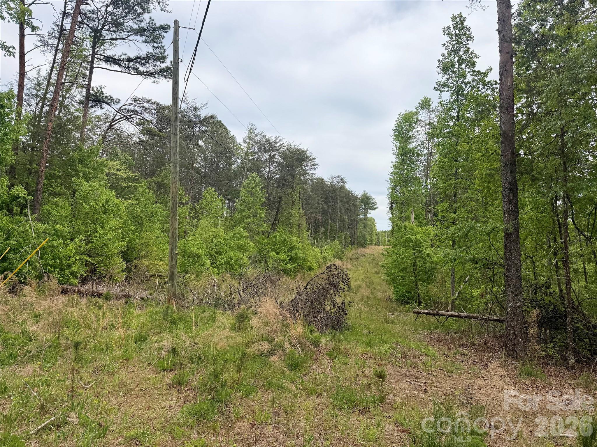 0 Polk County Line Road Rutherfordton, NC 28139 - Photo 16 of 24 a view of a forest with trees